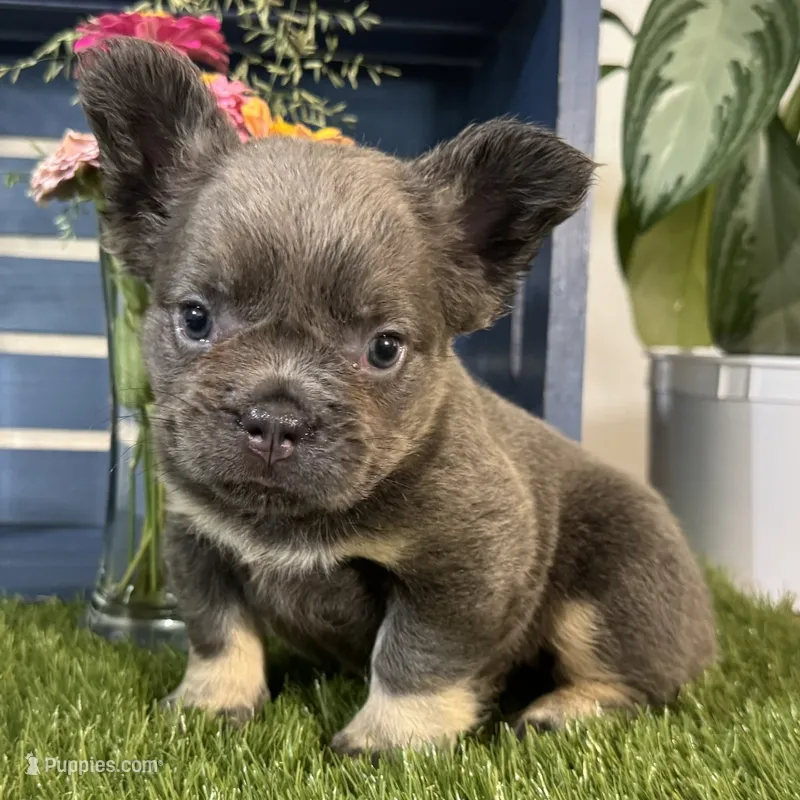Gabbie – French Bulldog puppy for sale in Ligonier, IN