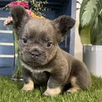 Gabbie, a female French Bulldog for sale in Ligonier, IN – 1 of 5