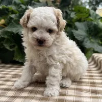 Gage, a male Poodle - Miniature  for sale in Ligonier, IN – 4 of 5