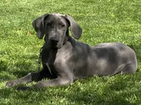 Gray, a male Great Dane for sale in Ligonier, IN – 3 of 3