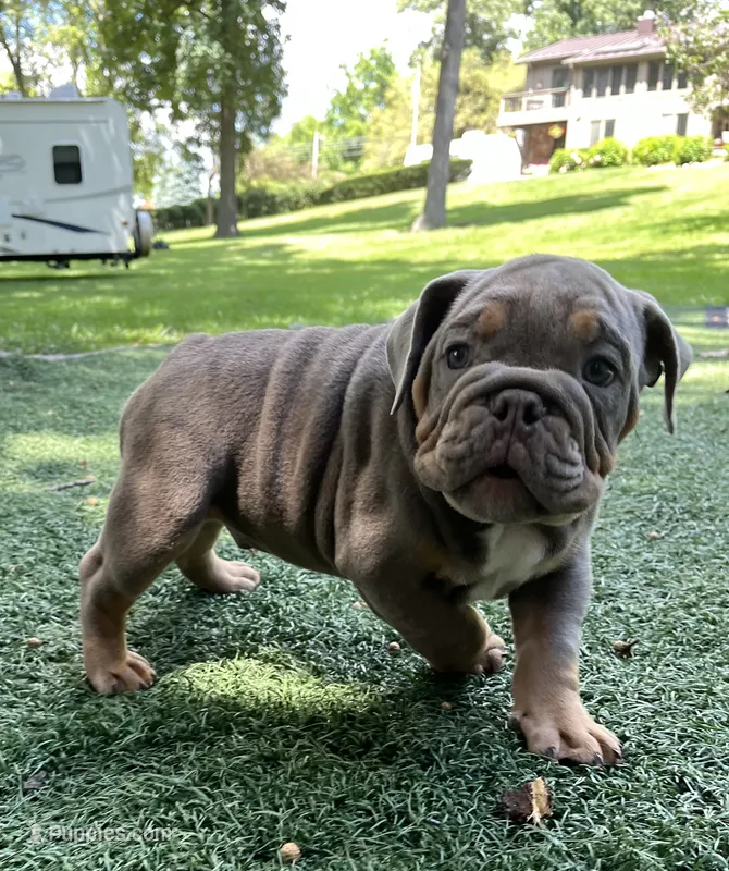Tibolt – English Bulldog, Olde English Bulldogge puppy for sale in Ligonier, IN
