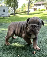 Tibolt, a male English Bulldog and Olde English Bulldogge for sale in Ligonier, IN – 1 of 6