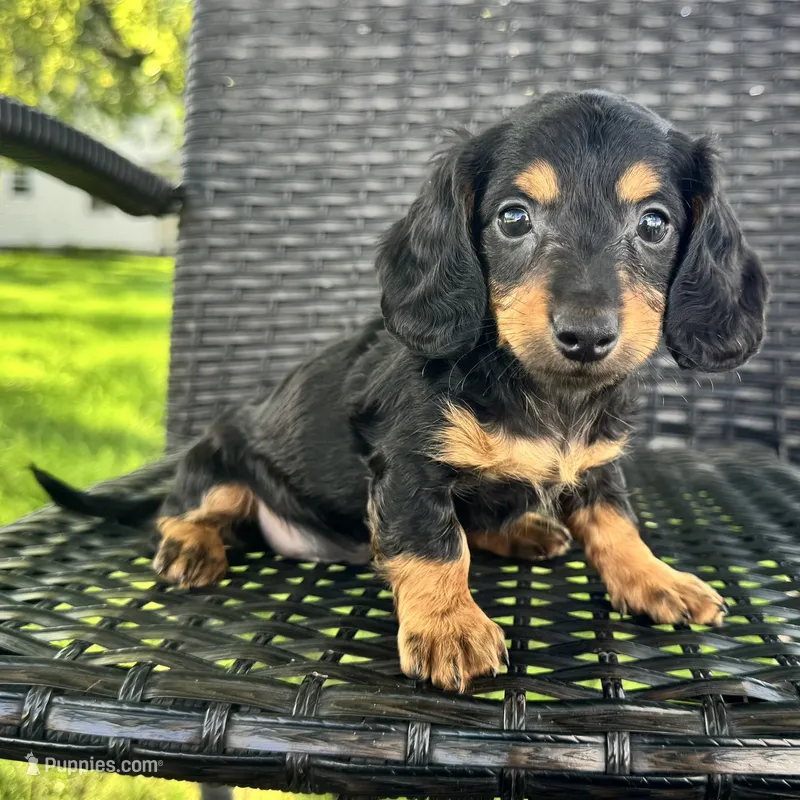 Devo – Dachshund puppy for sale in Ligonier, IN