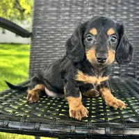 Devo, a male Dachshund for sale in Ligonier, IN – 1 of 5