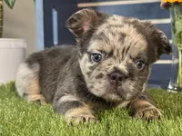 Girlie, a female French Bulldog for sale in Ligonier, IN – 2 of 5