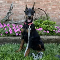 Zelda, a female Doberman Pinscher for sale in Ligonier, IN – 4 of 6