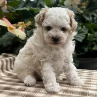 Gage, a male Poodle - Miniature  for sale in Ligonier, IN – 3 of 5