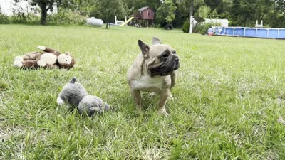 Samson, a male French Bulldog for sale in Ligonier, IN – 6 of 6