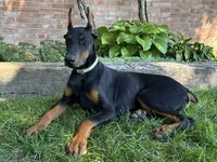 Zorro, a male Doberman Pinscher for sale in Ligonier, IN – 3 of 4