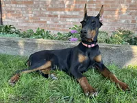 Zelda, a female Doberman Pinscher for sale in Ligonier, IN – 2 of 3