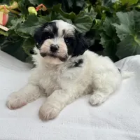 Betsy, a female Havapoo for sale in Ligonier, IN – 3 of 5