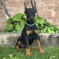 Bianca, a female Doberman Pinscher for sale in Ligonier, IN – 1 of 5