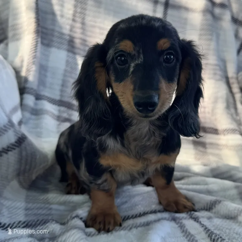 Duke – Dachshund puppy for sale in Ligonier, IN
