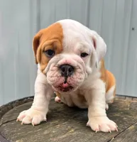 Lane , a male English Bulldog and Olde English Bulldogge for sale in Ligonier, IN – 3 of 4