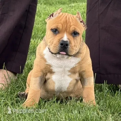 Gage – American Bully puppy for sale in Ligonier, IN