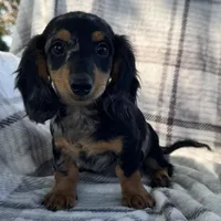 Duke, a male Dachshund for sale in Ligonier, IN – 2 of 4