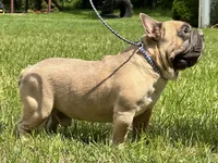 Samson, a male French Bulldog for sale in Ligonier, IN – 3 of 6
