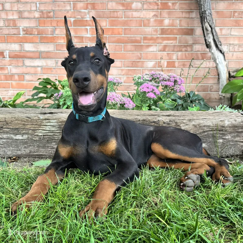 Zuri – Doberman Pinscher puppy for sale in Ligonier, IN