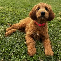 Ginger, a female Irish Doodle for sale in Ligonier, IN – 2 of 4