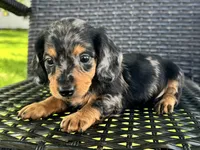 Dexter, a male Dachshund for sale in Ligonier, IN – 4 of 5