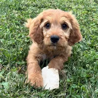 Billy, a male Goldendoodle and Irish Setter for sale in Ligonier, IN – 3 of 4
