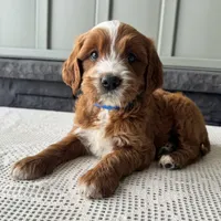 Rusty, a male Irish Doodle for sale in Ligonier, IN – 3 of 5