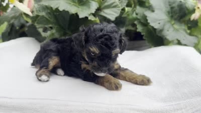 Felicity, a female Poodle - Miniature  for sale in Ligonier, IN – 6 of 6