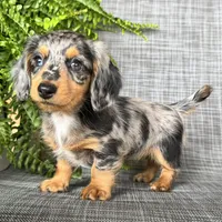 Sadie, a female Dachshund for sale in Ligonier, IN – 4 of 5
