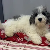Sage, a male Miniature Bernedoodle for sale in Ligonier, IN – Photo 1 of 2