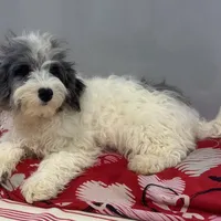 Sage, a male Miniature Bernedoodle for sale in Ligonier, IN – Photo 2 of 2