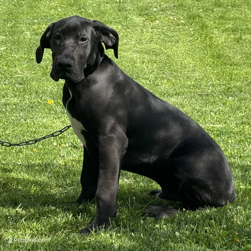 Gideon – Great Dane puppy for sale in Ligonier, IN