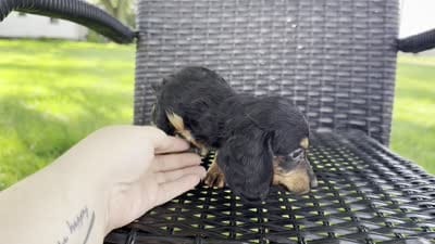 Devo, a male Dachshund for sale in Ligonier, IN – 5 of 5
