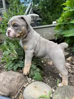 Violet, a female English Bulldog and Olde English Bulldogge for sale in Ligonier, IN – 5 of 5