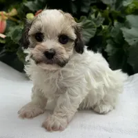 Belle, a female Havapoo for sale in Ligonier, IN – 4 of 5