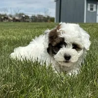 Janie, a female Havapoo for sale in Ligonier, IN – 3 of 6
