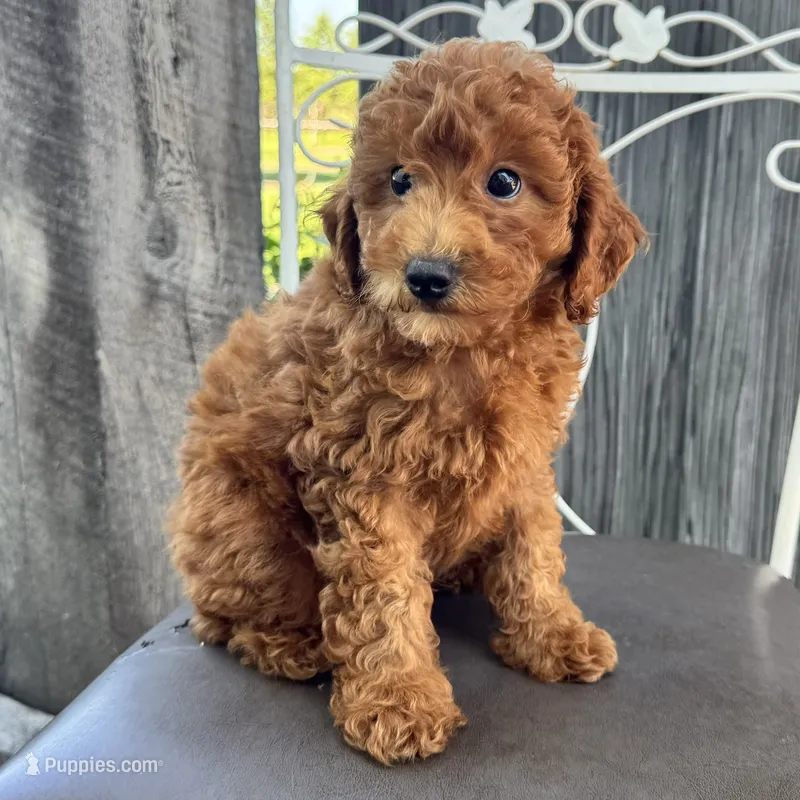 Theo – Poodle - Miniature  puppy for sale in Ligonier, IN