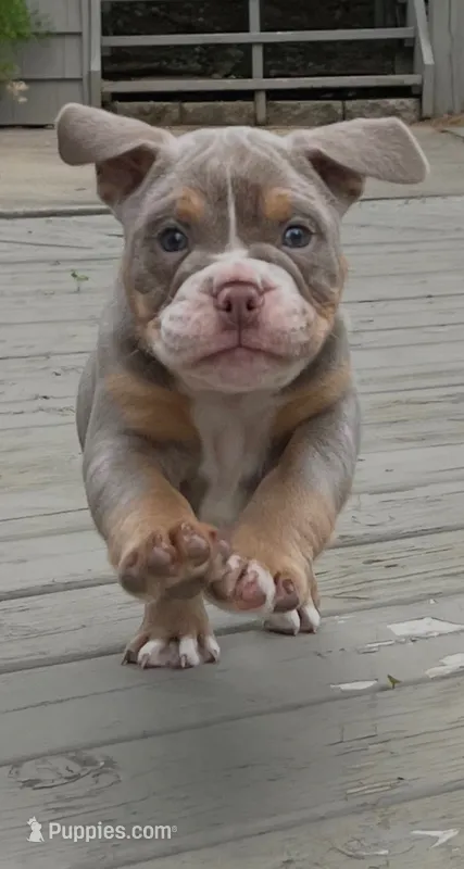 Violet – English Bulldog, Olde English Bulldogge puppy for sale in Ligonier, IN