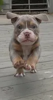 Violet, a female English Bulldog and Olde English Bulldogge for sale in Ligonier, IN – 1 of 5