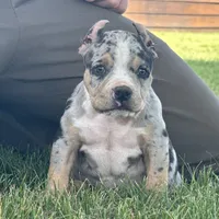 Havoc, a male American Bully for sale in Ligonier, IN – 1 of 9