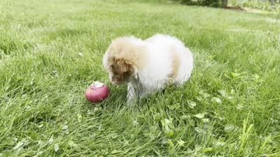 Harmony , a female Poodle - Toy  for sale in Ligonier, IN – 5 of 5