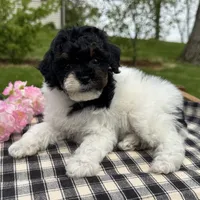 Hazel, a female Poodle - Toy  for sale in Ligonier, IN – 3 of 5