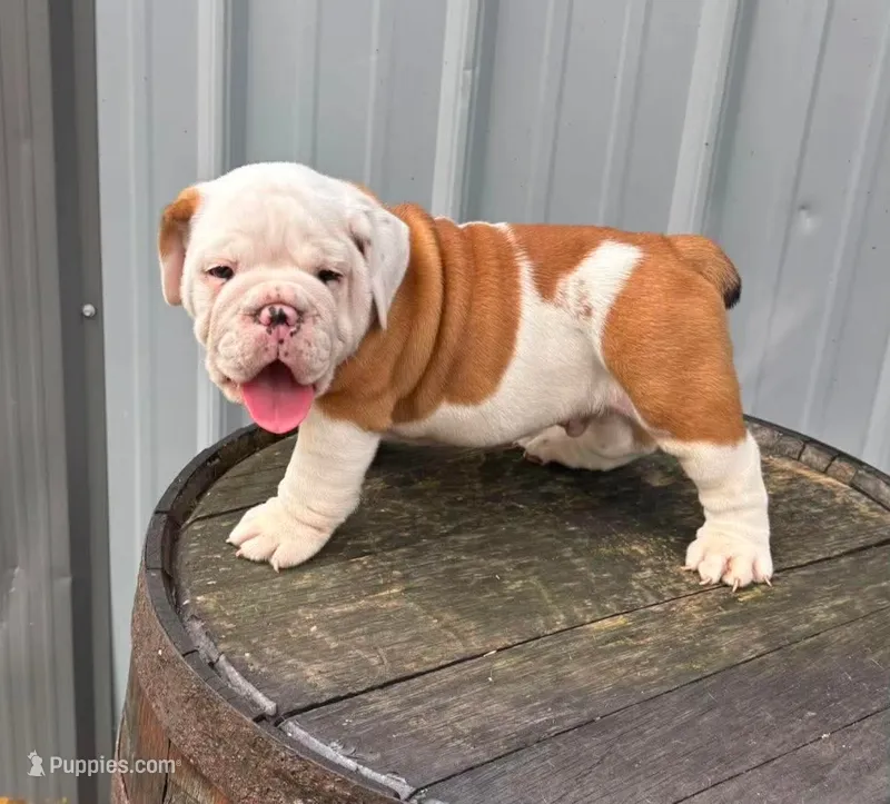 Louis  – English Bulldog, Olde English Bulldogge puppy for sale in Ligonier, IN