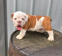Louis , a male English Bulldog and Olde English Bulldogge for sale in Ligonier, IN – 1 of 3