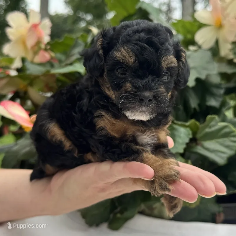 Felicity – Poodle - Miniature  puppy for sale in Ligonier, IN
