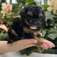 Felicity, a female Poodle - Miniature  for sale in Ligonier, IN – 1 of 6