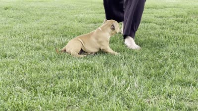 Glory, a female American Bully for sale in Ligonier, IN – 2 of 2