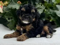Felicity, a female Poodle - Miniature  for sale in Ligonier, IN – 2 of 6