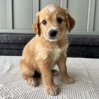 Teddy, a male Irish Doodle for sale in Ligonier, IN – 2 of 4