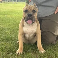 Flora, a female American Bully for sale in Ligonier, IN – 2 of 4