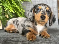 Sadie, a female Dachshund for sale in Ligonier, IN – 2 of 5